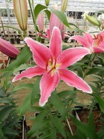 [5379 Ravenna TL VZ No02.JPG]